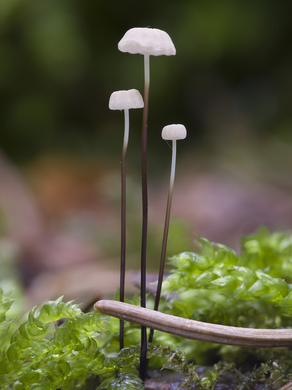 Marasmius wettsteinii